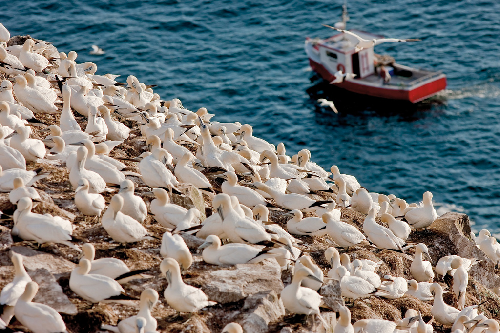 Cape St. Mary's Ecological Reserve